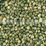 Hemp Seed 2016 thumbnail-1