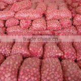 Pickle Red Onion From Pakistan