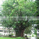 Outdoor Plants Ficus Elastica thumbnail-3