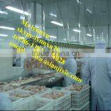 Automatic Whole Poultry Sorting Machine/ Chicken Grading Machine / Chicken Grader thumbnail-4