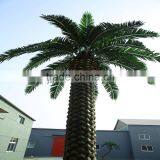 Patented and Customized Date Palm Tree for Garden Decoration thumbnail-3