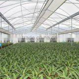 Cheap Price High Quality Vegetables and Flowers Planting Greenhouse Film Exporter thumbnail-1