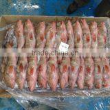 Reef Code - Red Belly thumbnail-1