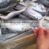 20cm+ Frozen Horse Mackerel (Trachurus Japonicus) thumbnail-1