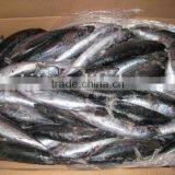 (100-200G)frozen Bonito thumbnail-1