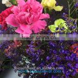 Fresh Cut Flowers With Good Quality and Low Price Pink Carnation Flower High Grade Wholesale From Yunnan China Supplier thumbnail-4