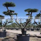 Olea Europaea "Pompon" Large Young Skin Trunk thumbnail-4