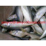 Mackerel thumbnail-3