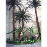 Preserved Date Palm thumbnail-3