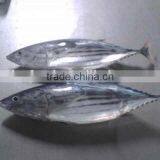 Skip Jack Tuna Fish thumbnail-1