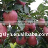 round huaniu apple