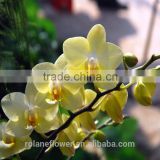 High quality beautiful rose cut diamond top sell fresh cut orchids and rose with 0.3kg/bundle from Yunnan, China