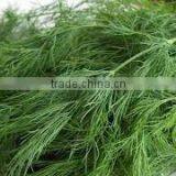 Fresh Dill thumbnail-1
