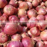 Best Round Onion From Pakistan thumbnail-1