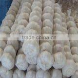 2017 Fresh Pure White Garlic thumbnail-1