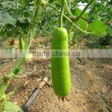 Bottle Gourd Seeds