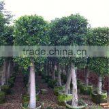 Ficus Nitida,ficus Microcarpa