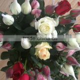 fragrant fresh cut rose flower Chinese rose plants high quality