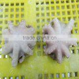 Frozen HACCP Certification Baby Octopus thumbnail-2