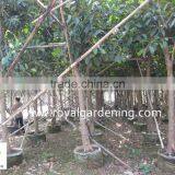 Ficus altissima Diameter 10cm potted for tropical area