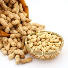 HIGH QUALITY BLANCHED PEANUT KERNELS 25/29 BY JUNAN KAIBING thumbnail-4