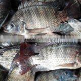 Frozen Tilapia Fish thumbnail-1