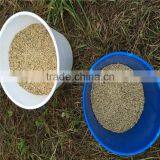 Ukraine Barley ,barley Seeds Animal Seeds Can Makes Animal Grow up Healthy thumbnail-2