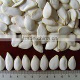 Supplying 11mm Snow White Pumpkin Seeds