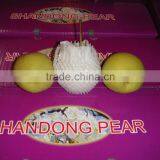 Super Shandong Pear Packed in Carton thumbnail-6