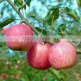 New Arrival Fresh Fuji apple with best price Brand Yitian Sweet Fuji apple