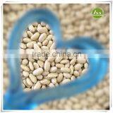 JSX Natural Long White Kidney Beans New Crop China