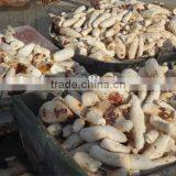 Automatic Cassava Peeling and Washing Machine thumbnail-6