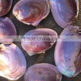 America Mother of Pearl Pink Shell