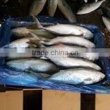 Frozen Kampachi thumbnail-1