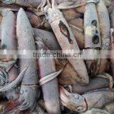 Frozen Todarodes New Fishing Pacificus thumbnail-2