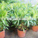 Dracaena Reflexa Ornamental Plants thumbnail-3