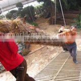 Trachycarpus Fortunei 5 Meter thumbnail-1