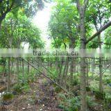 Spathodea Campanulata Landscaping Trees thumbnail-1