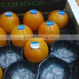 Small PP Tray With Nest Hole thumbnail-3