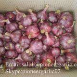 Chinese Natural 5cm Red Garlic Loose Packing In 10kg Box thumbnail-1