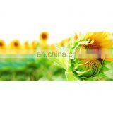 Custom Printing Eco Friendly PVC Yoga Mat thumbnail-4