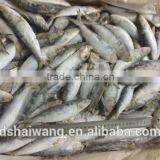 Frozen WR Sardinella Lemuru thumbnail-1