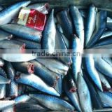 sea frozen HGT pacific mackerel fish