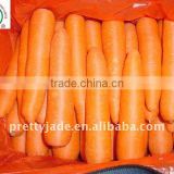 new chinese fresh carrot