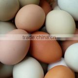 Farm Fresh Brown and White Table chicken eggs