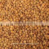 Australian Red Whole Lentils