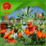 Premium Natural Wolfberry Organic Goji Berry Dry thumbnail-1