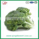 Hot Sale Fresh Broccoli for Sale 800-900g/pc thumbnail-2
