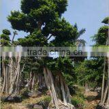 Ficus Microcarpa Outdoor Plant( Original Root Bonsai Ficus) thumbnail-1