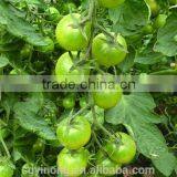 Good Taste and Strong Growth Small Green Tomato Seeds Green Pearl F1 thumbnail-1